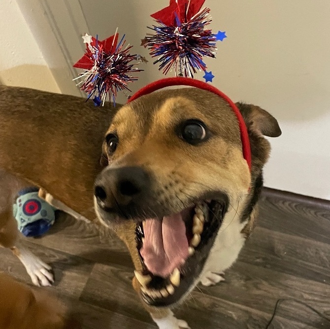 Enlarge Luna “Lulu” - Courtesy post, a Adopted Mixed Breed in Deltona, FL image 3/4