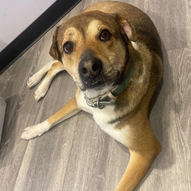 Enlarge Luna “Lulu” - Courtesy post, a Adopted Mixed Breed in Deltona, FL image 4/4