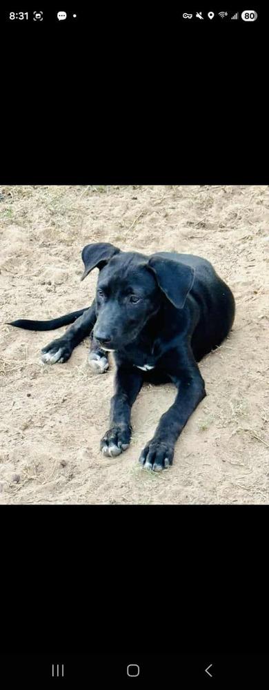 Raven, a Adoptable mixed breed in San Antonio, TX image 2/4