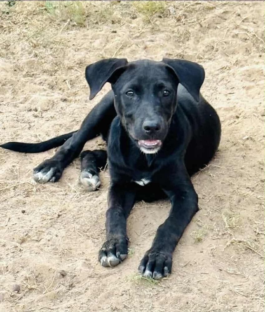 Raven, a Adoptable mixed breed in San Antonio, TX image 3/4