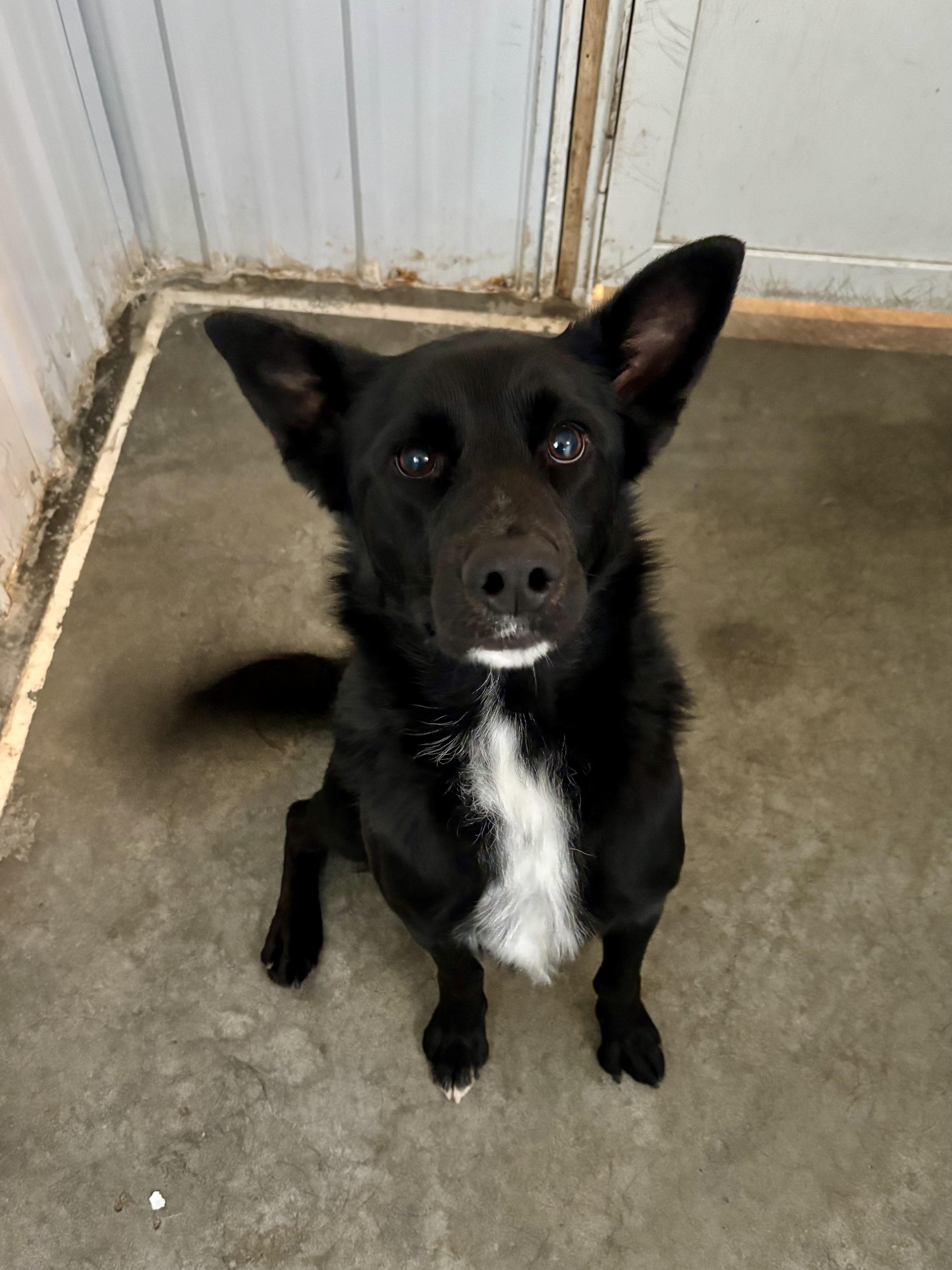 Enlarge Twizzler, a Adoptable mixed breed in Jamestown, ND image 4/4