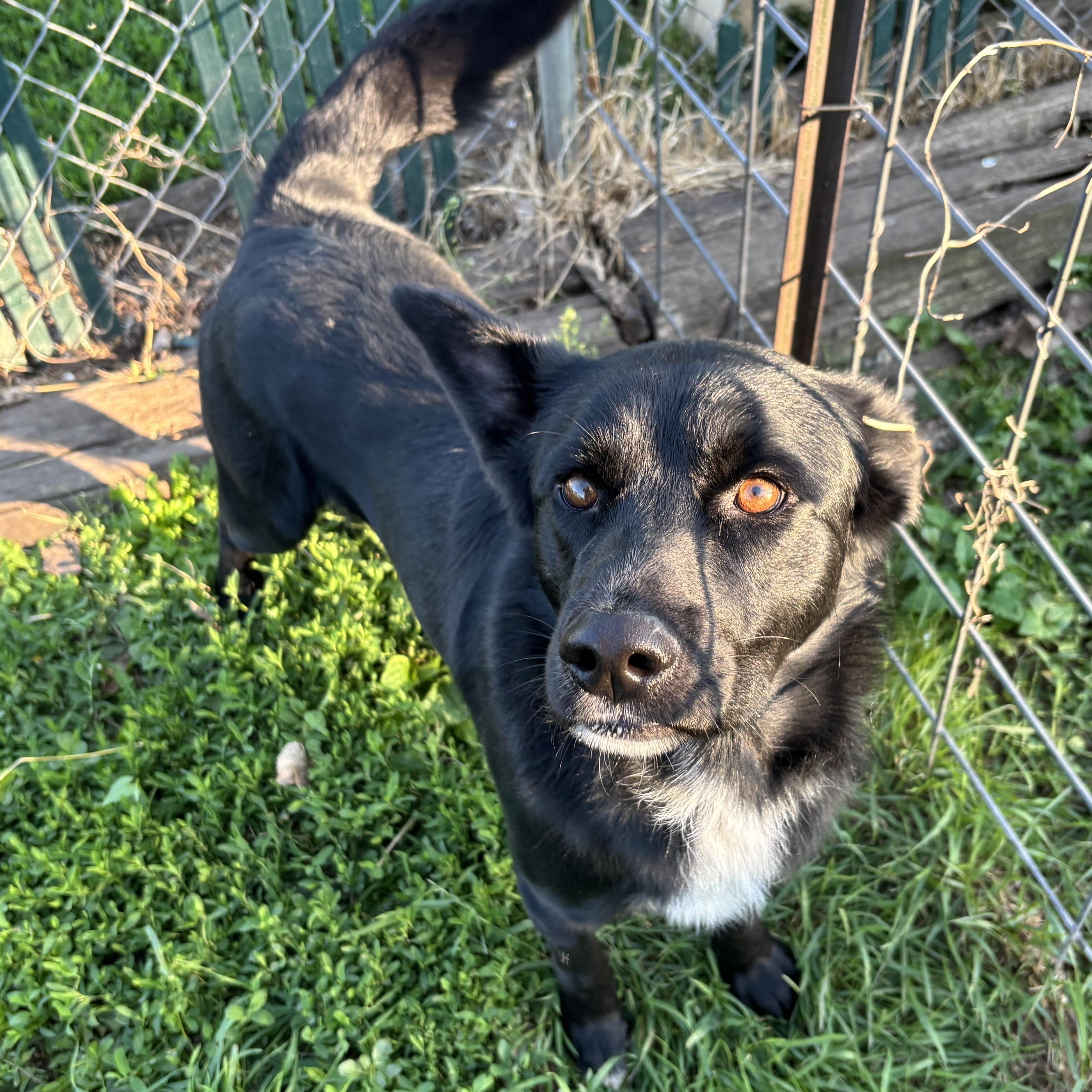 Enlarge Twizzler, a Adoptable mixed breed in Jamestown, ND image 3/4