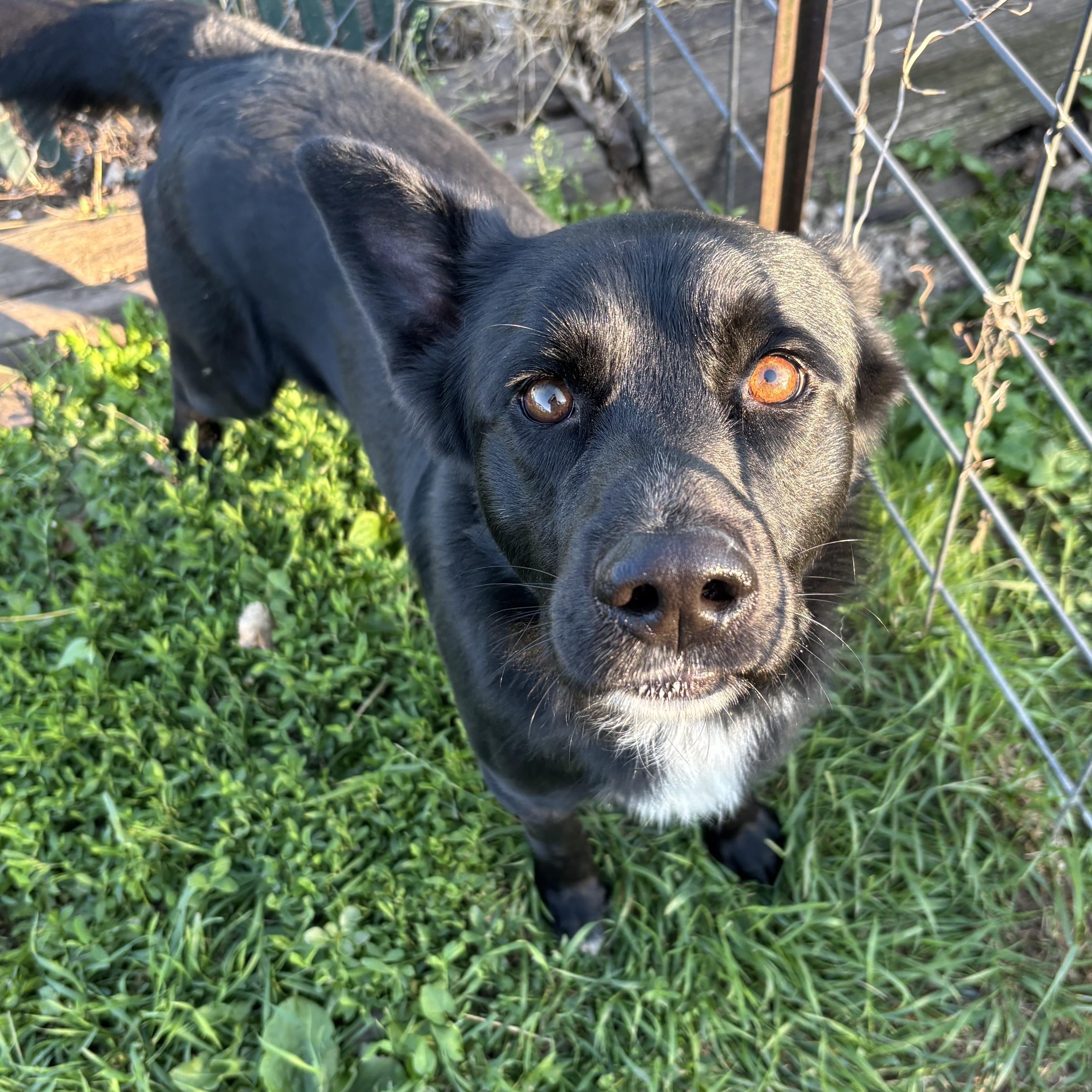 Enlarge Twizzler, a Adoptable mixed breed in Jamestown, ND image 2/4