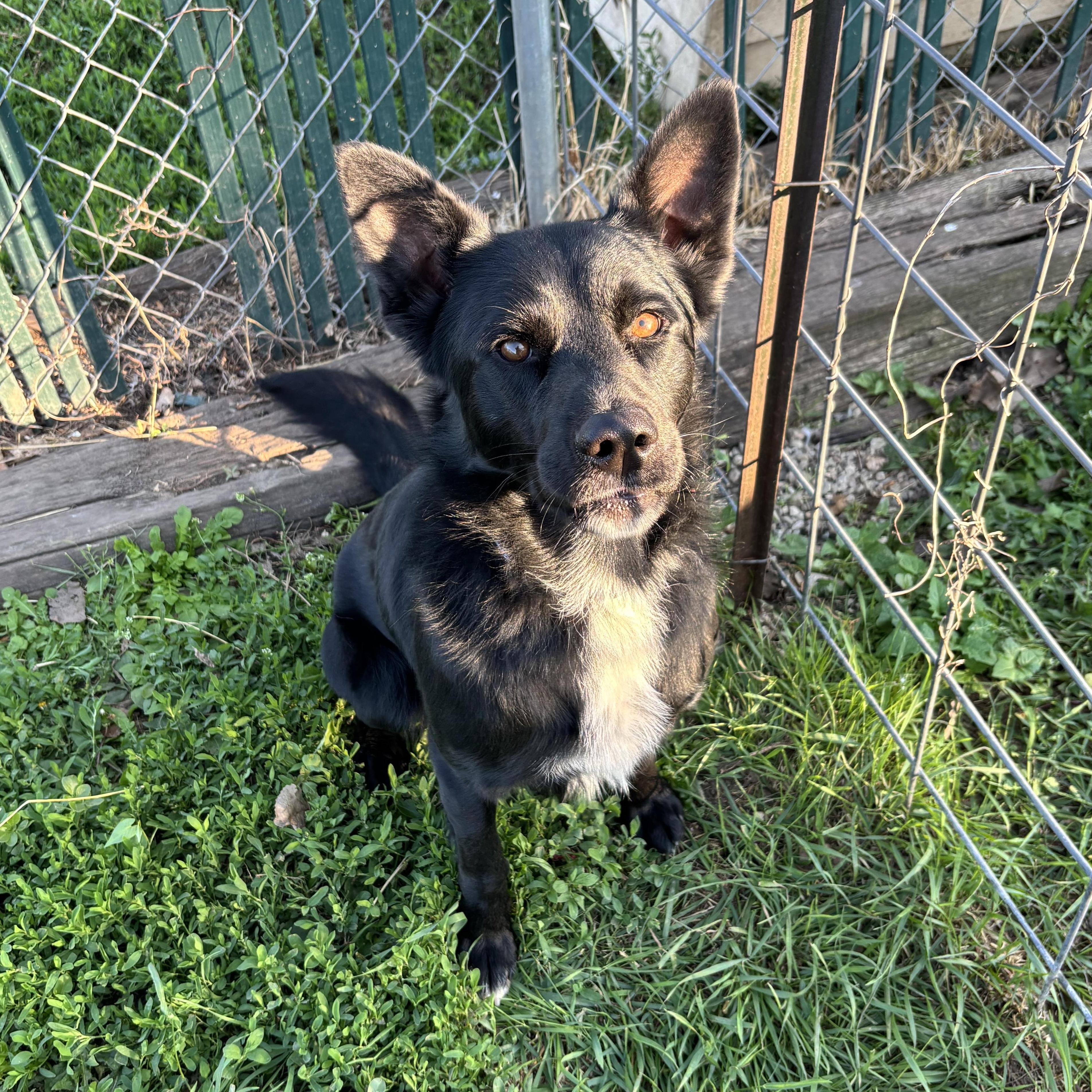 Twizzler, Adoptable, Adult Male Border Collie & Labrador Retriever.