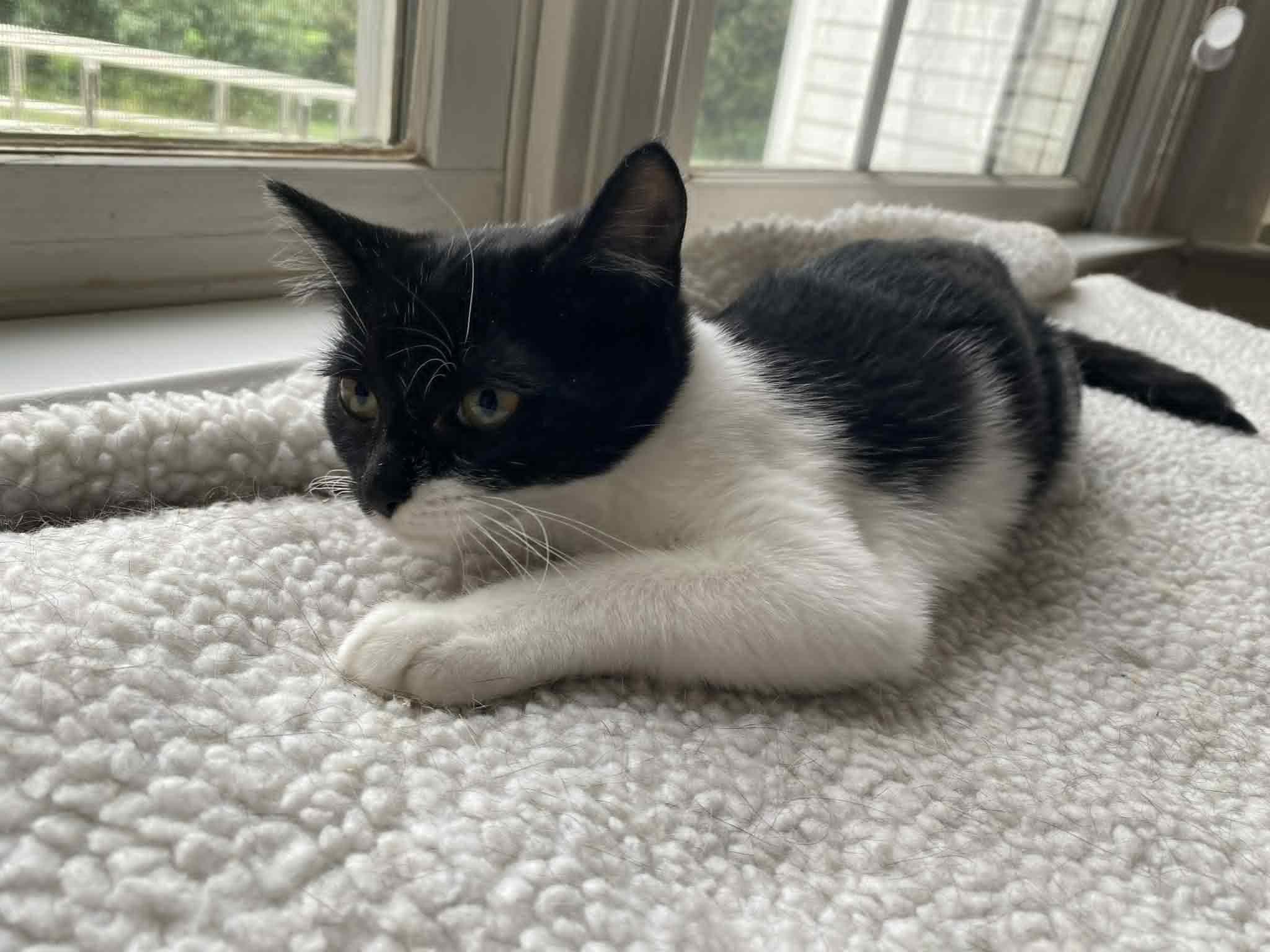 Minka, Adoptable, Young Female Domestic Short Hair.