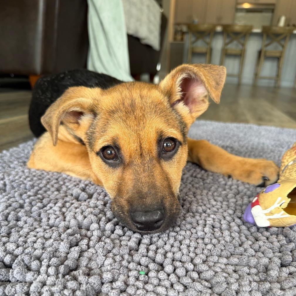 Currant, a Adoptable mixed breed in Boise, ID image 2/6