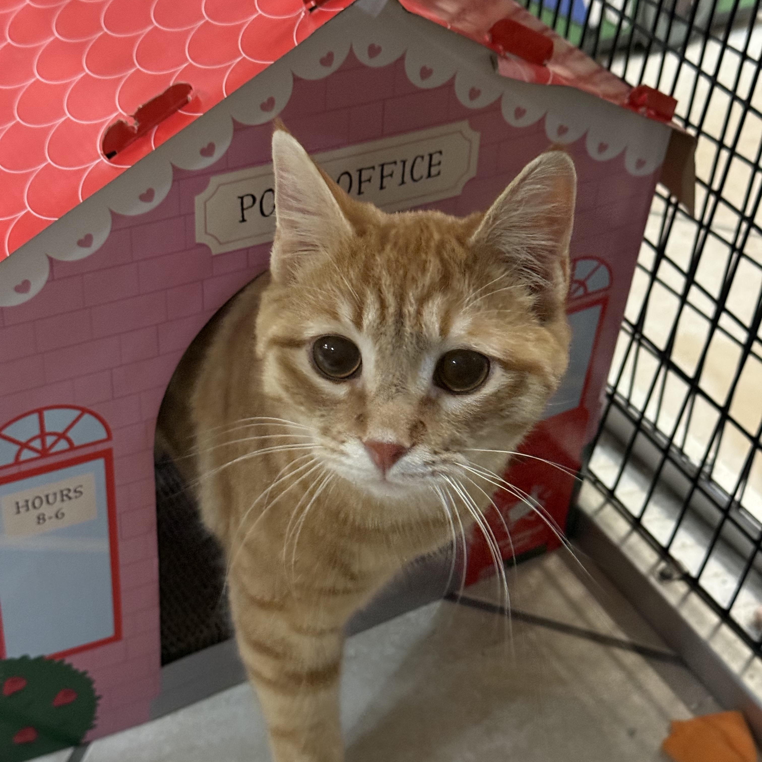 Cedar, ADOPTABLE, Young Male Domestic Short Hair.