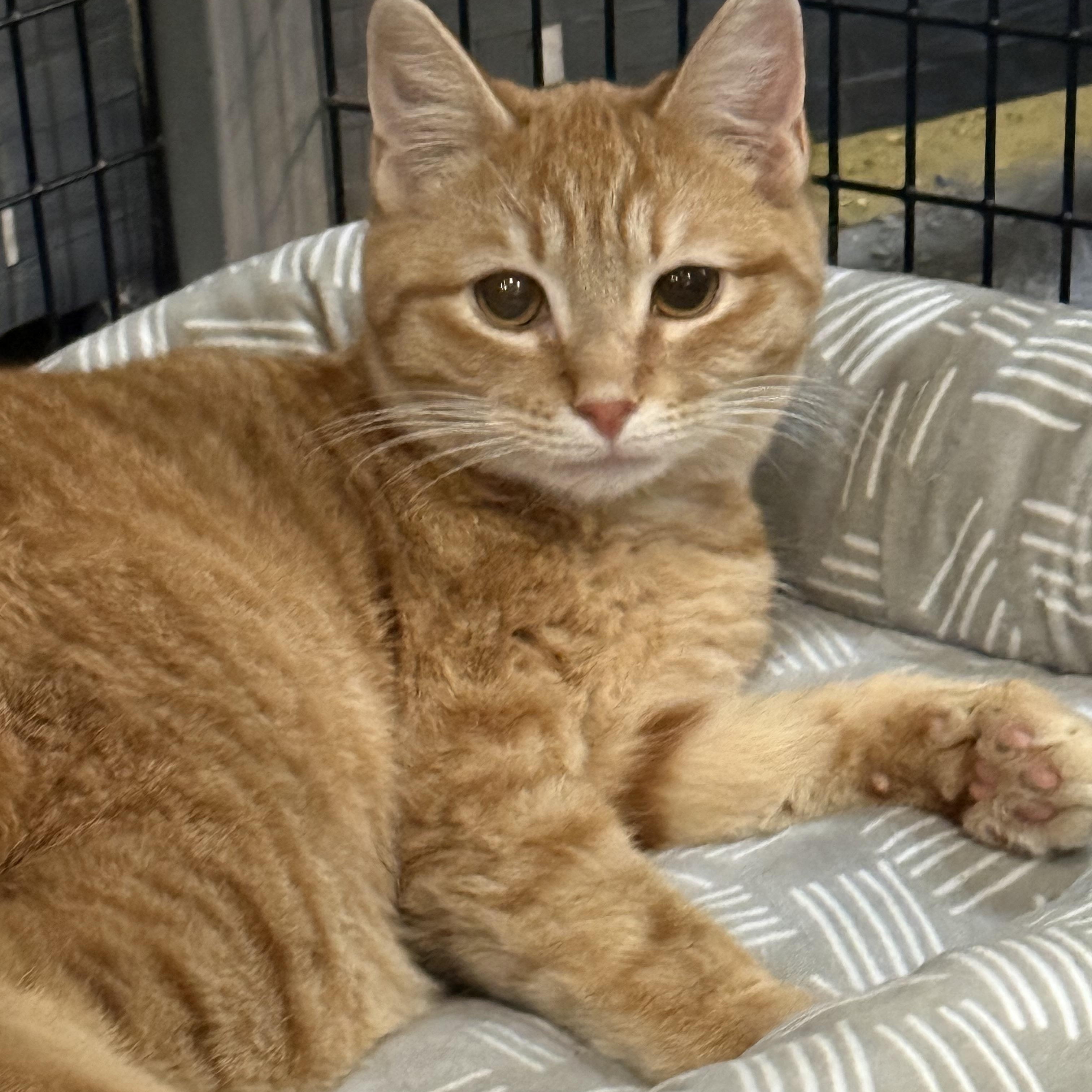 Cedar, a ADOPTABLE Domestic Short Hair in Plymouth, MA image 3/3