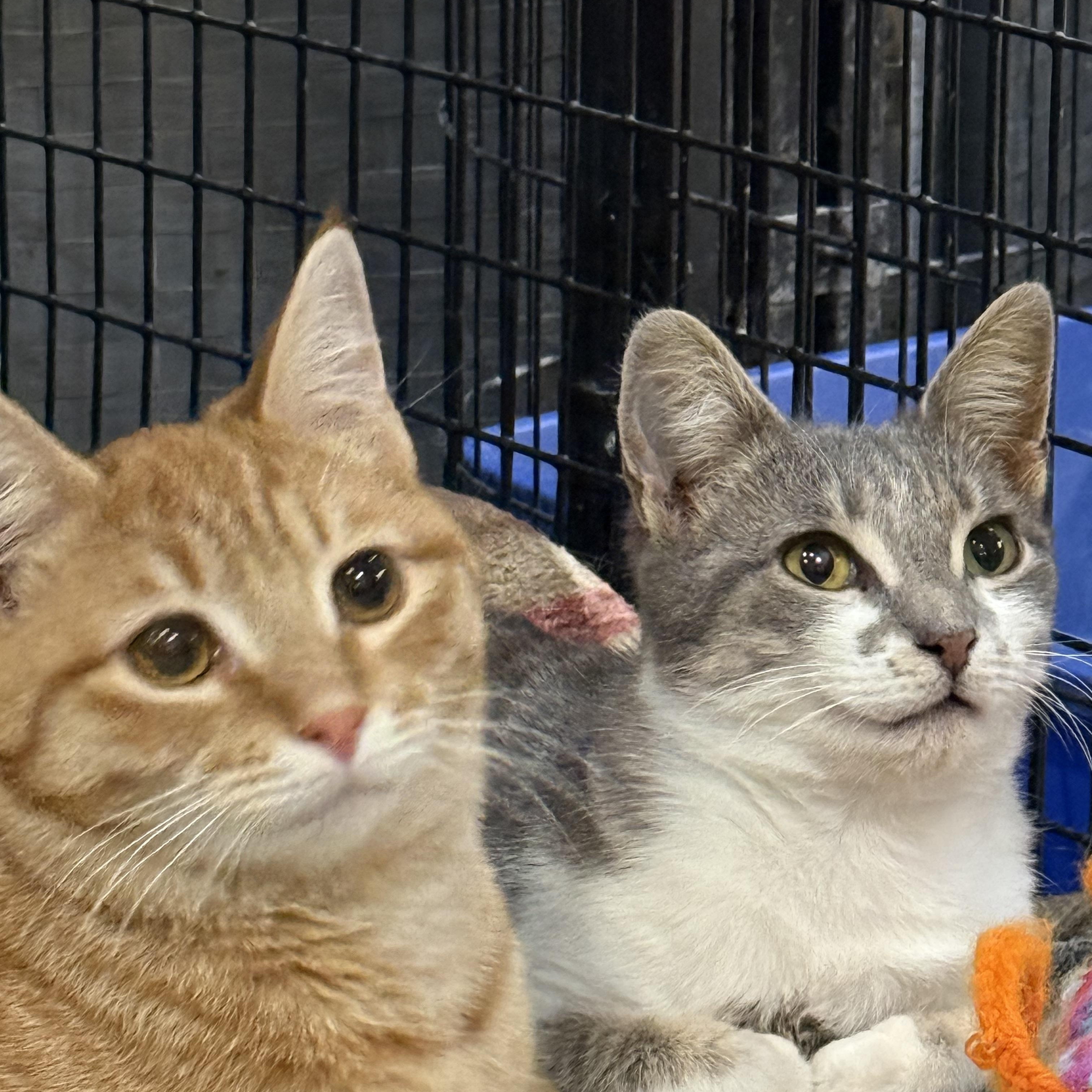 Cedar, a ADOPTABLE Domestic Short Hair in Plymouth, MA image 4/4