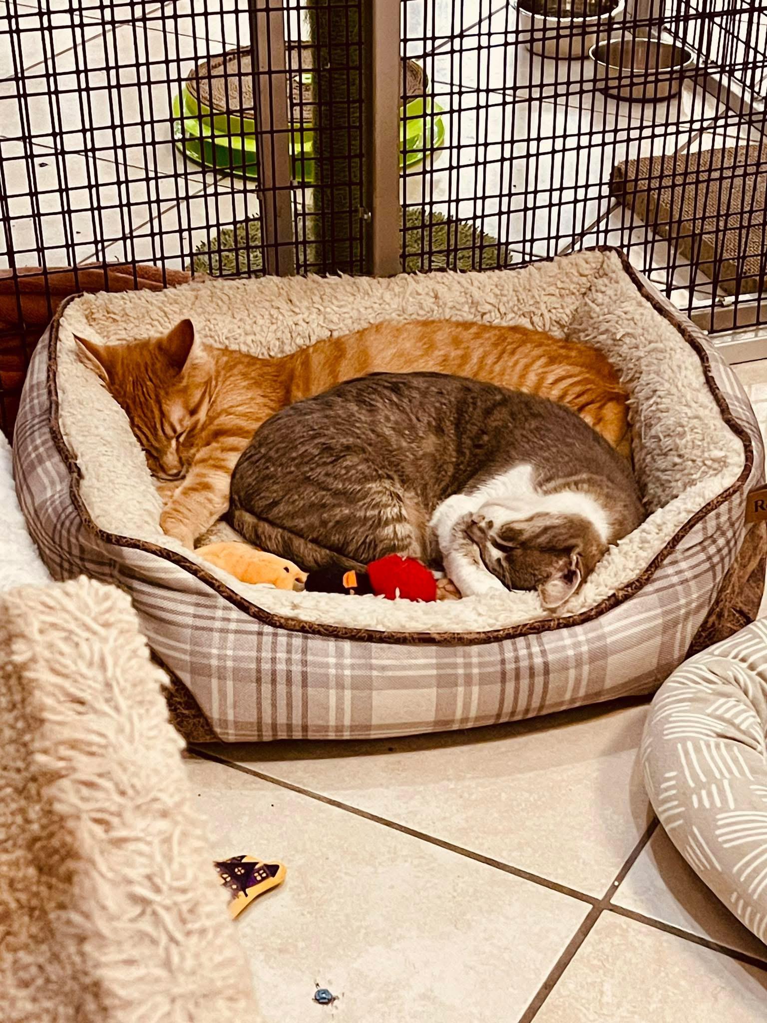 Enlarge Cedar, an adopted Domestic Short Hair in Plymouth, MA image 5/5