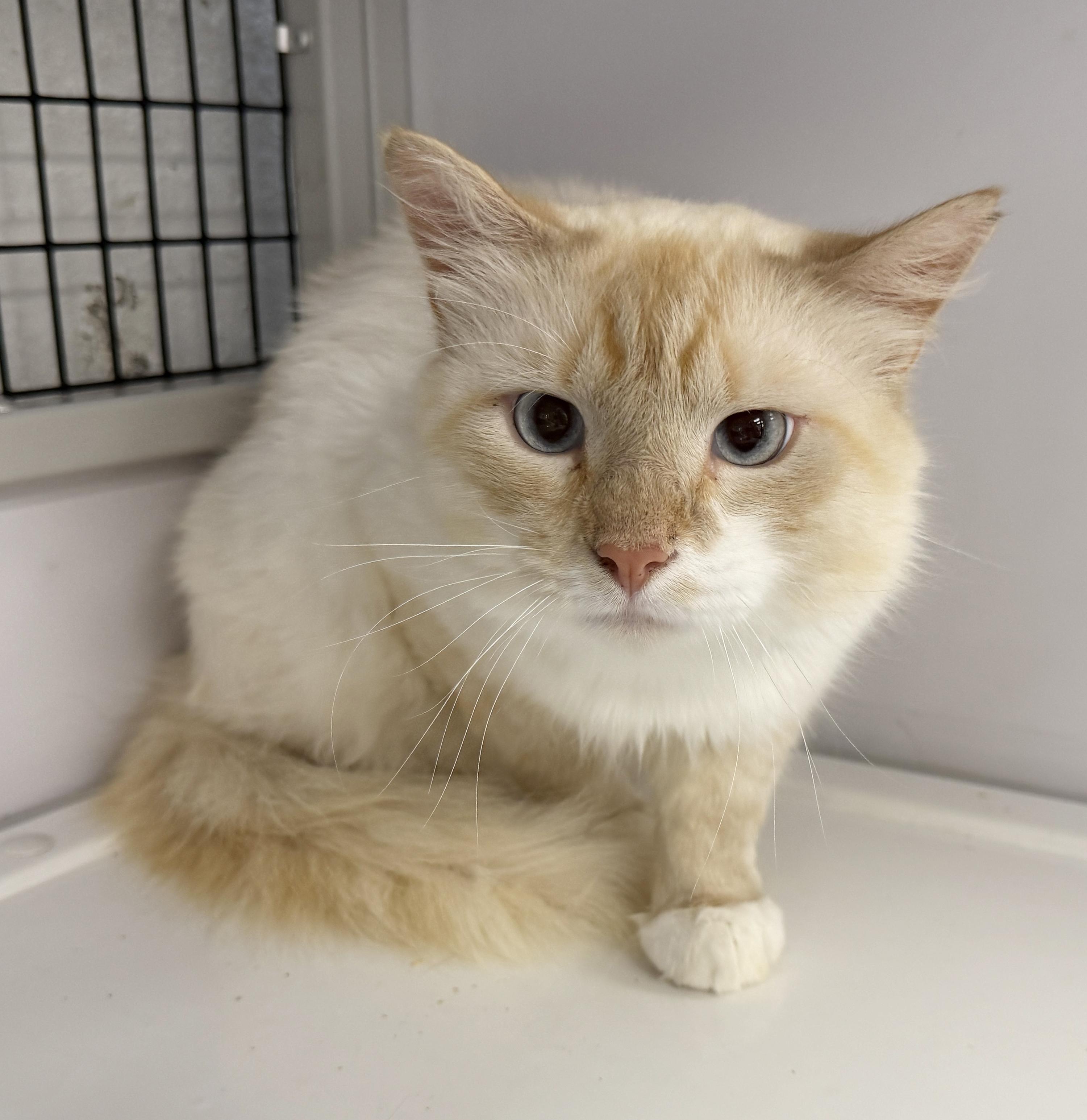 Enlarge LOCAL CAT, Washington, an adopted mixed breed in Clayville, RI image 5/6