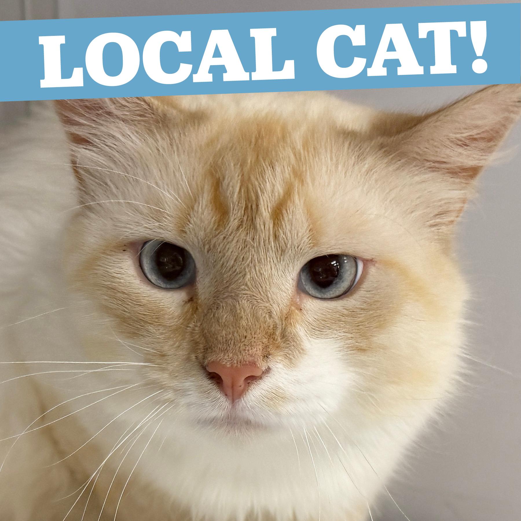 LOCAL CAT, Washington, adopted, Adult Male Domestic Long Hair.