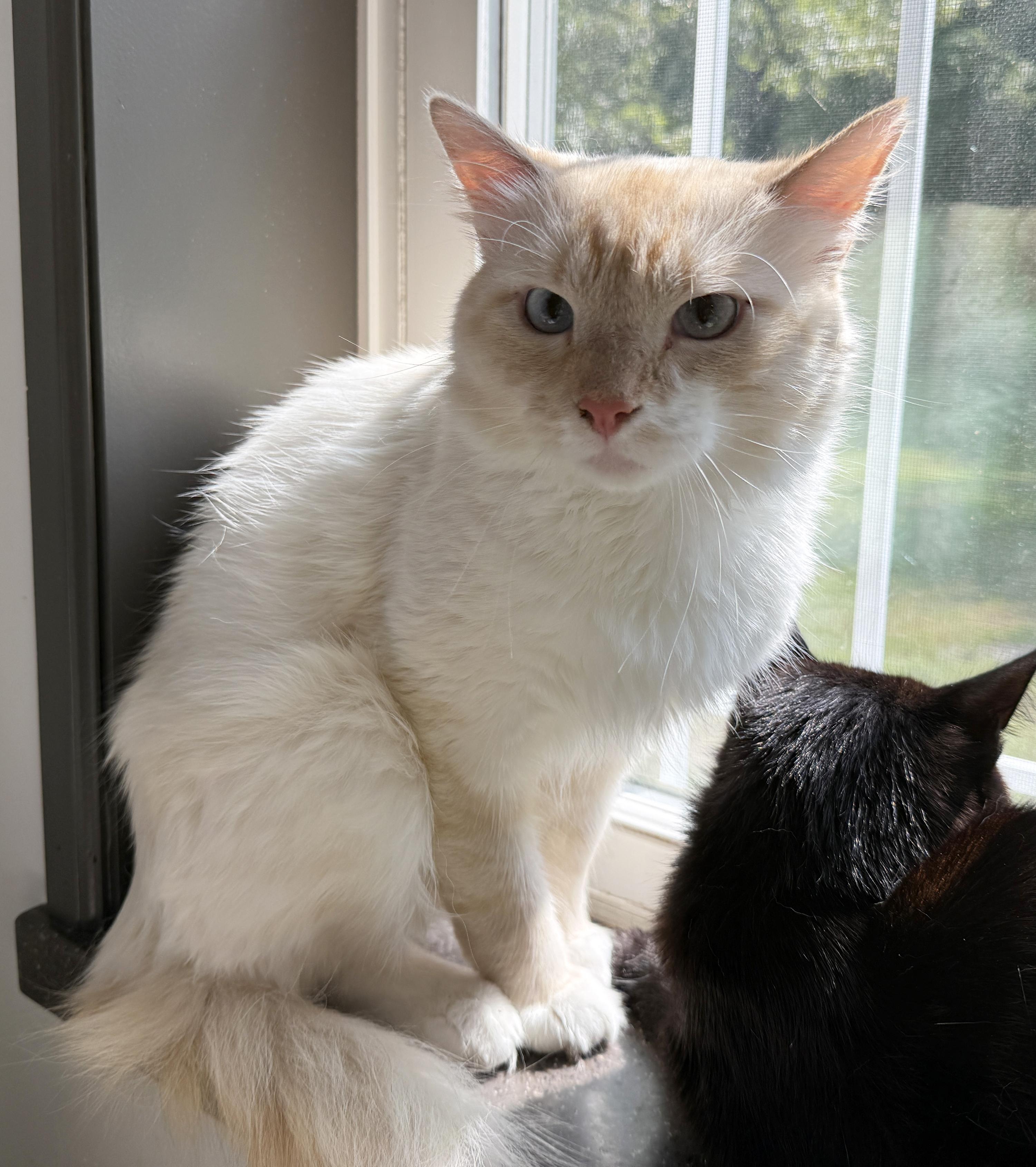 Enlarge LOCAL CAT, Washington, an adopted mixed breed in Clayville, RI image 3/6