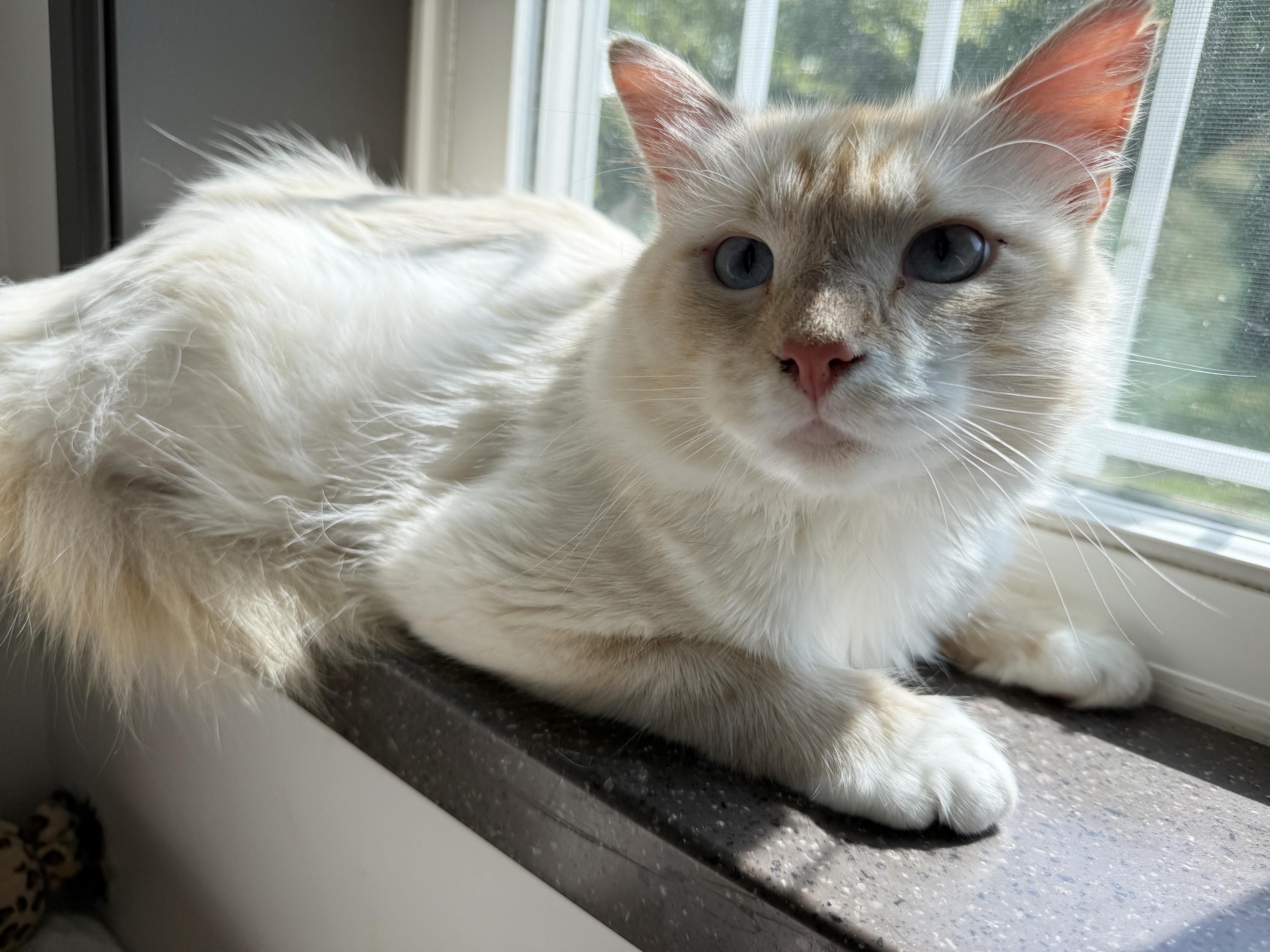 Enlarge LOCAL CAT, Washington, an adopted mixed breed in Clayville, RI image 6/6