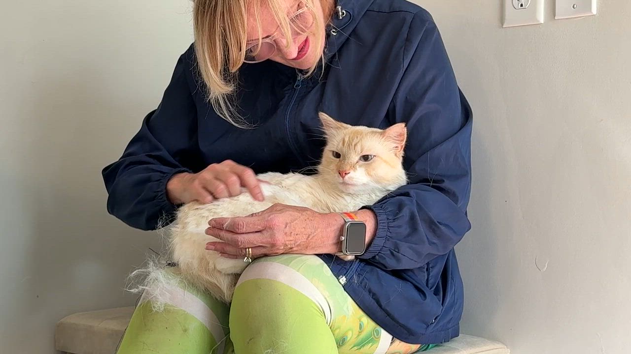 Enlarge LOCAL CAT, Washington, an adopted mixed breed in Clayville, RI video 2/6