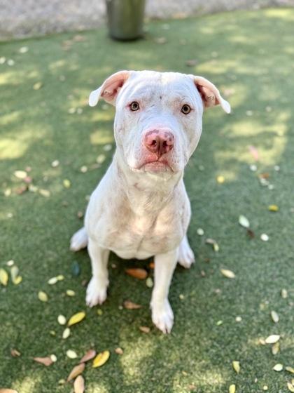 Casper, Adoptable, Young Male Pit Bull Terrier & Mixed Breed.