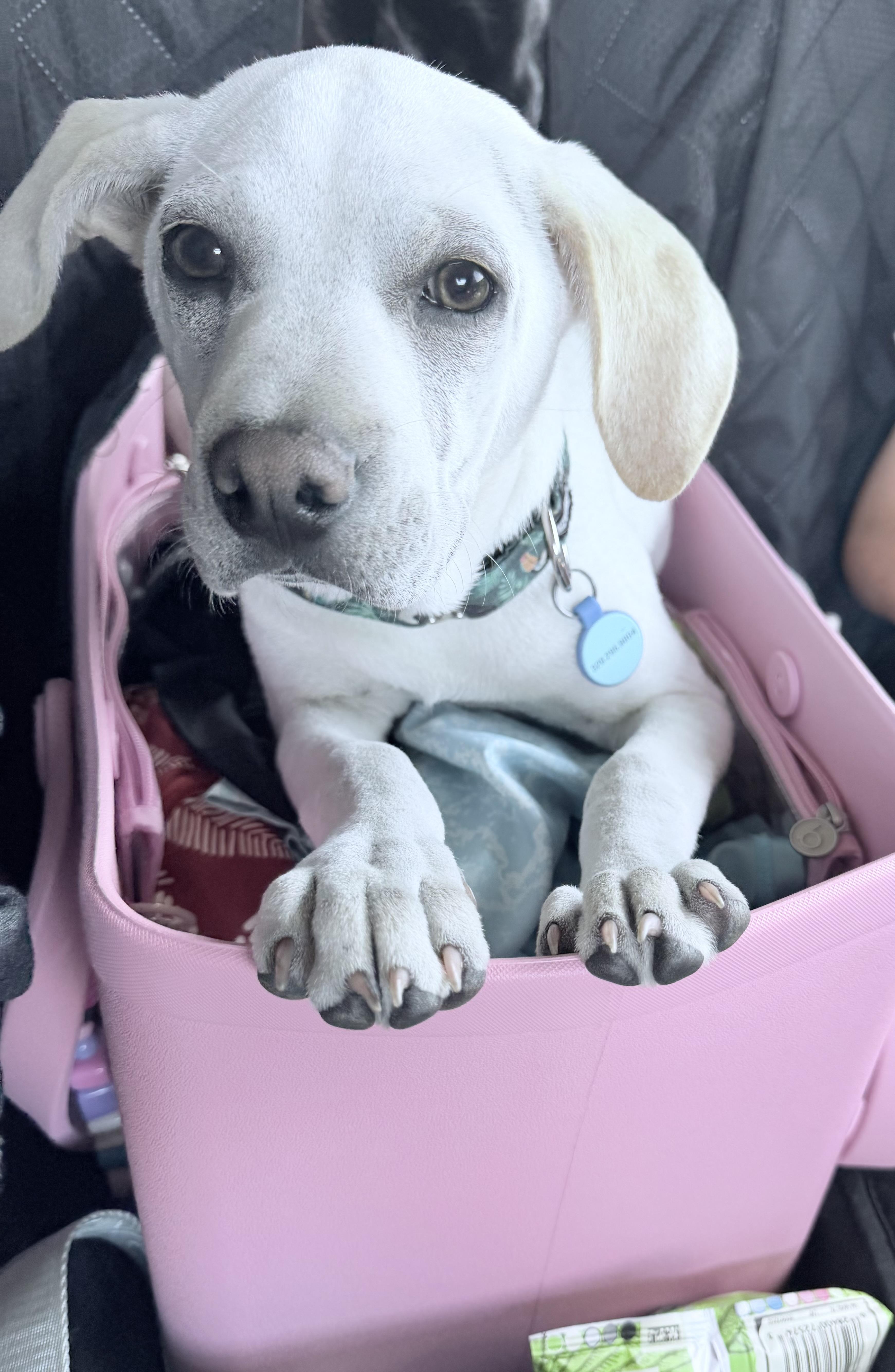 Corrine, an adoptable mixed breed in Minneapolis, MN image 4/6