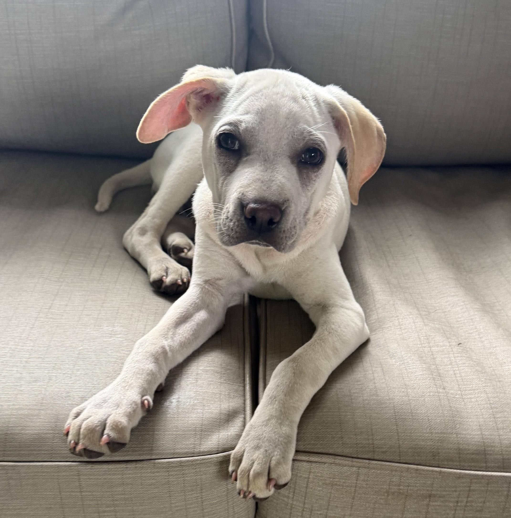 Corrine, adoptable, Puppy Female Shar-Pei & Retriever.