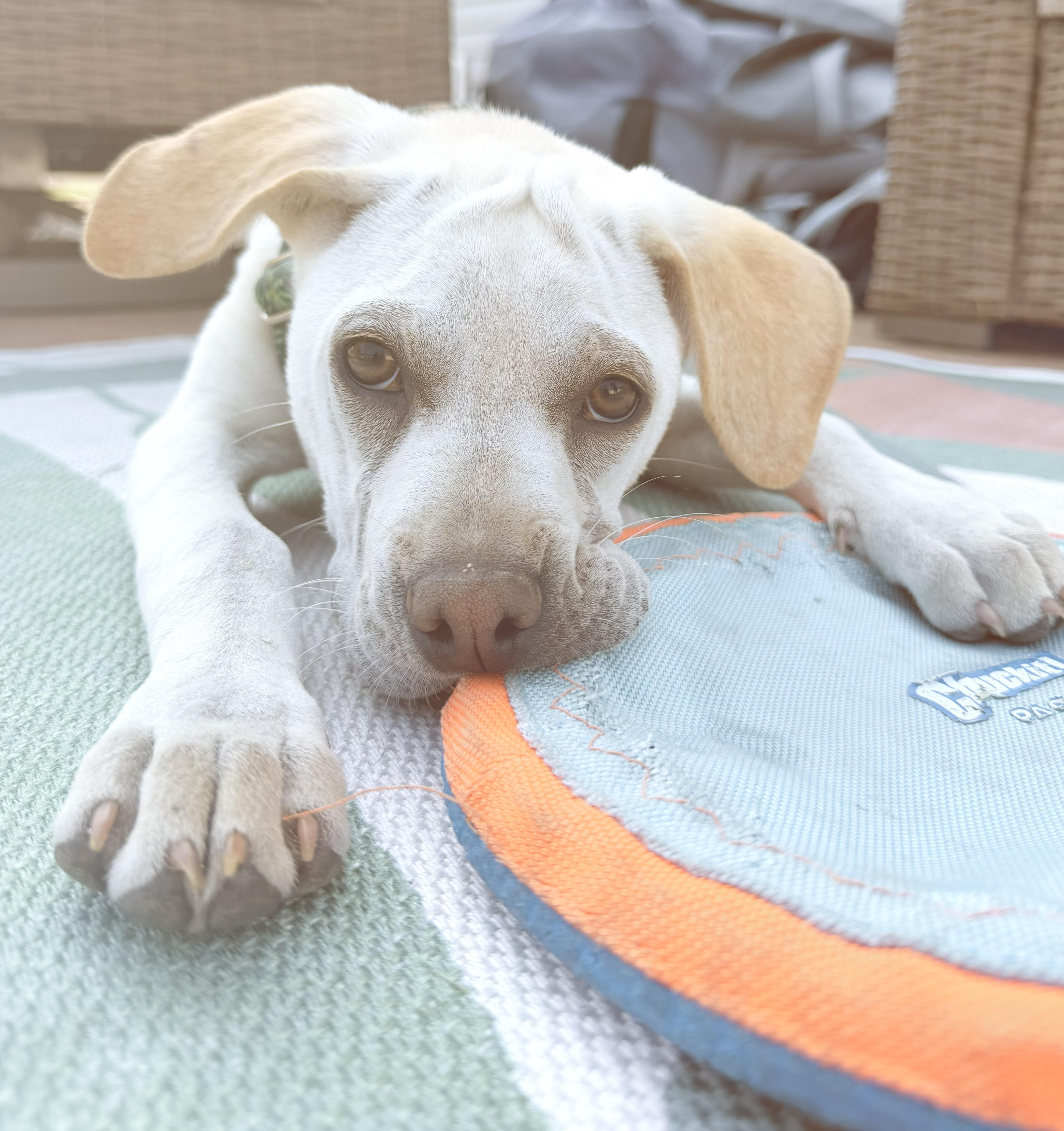 Corrine, an adoptable mixed breed in Minneapolis, MN image 3/6