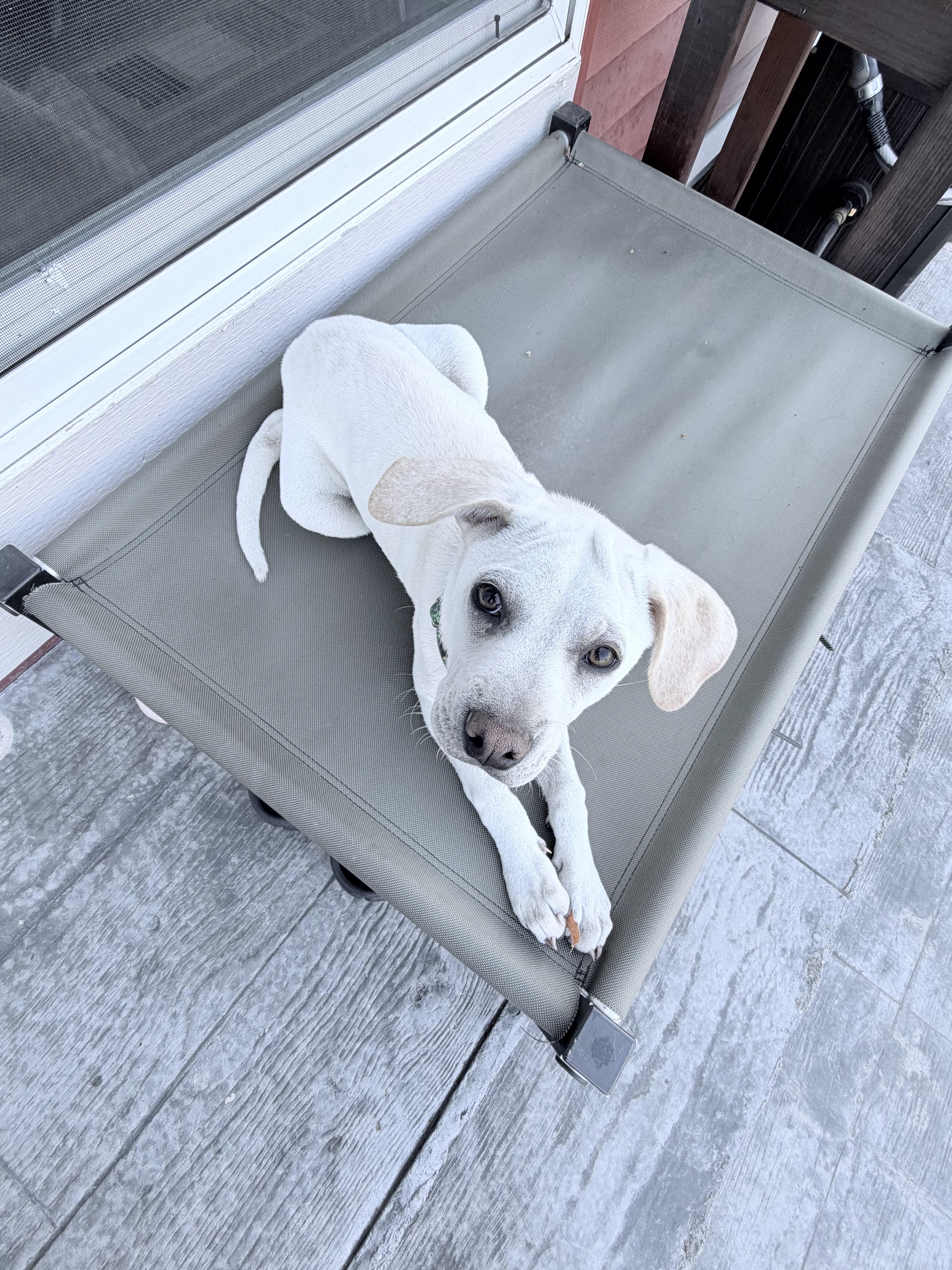 Corrine, an adoptable mixed breed in Minneapolis, MN image 5/6