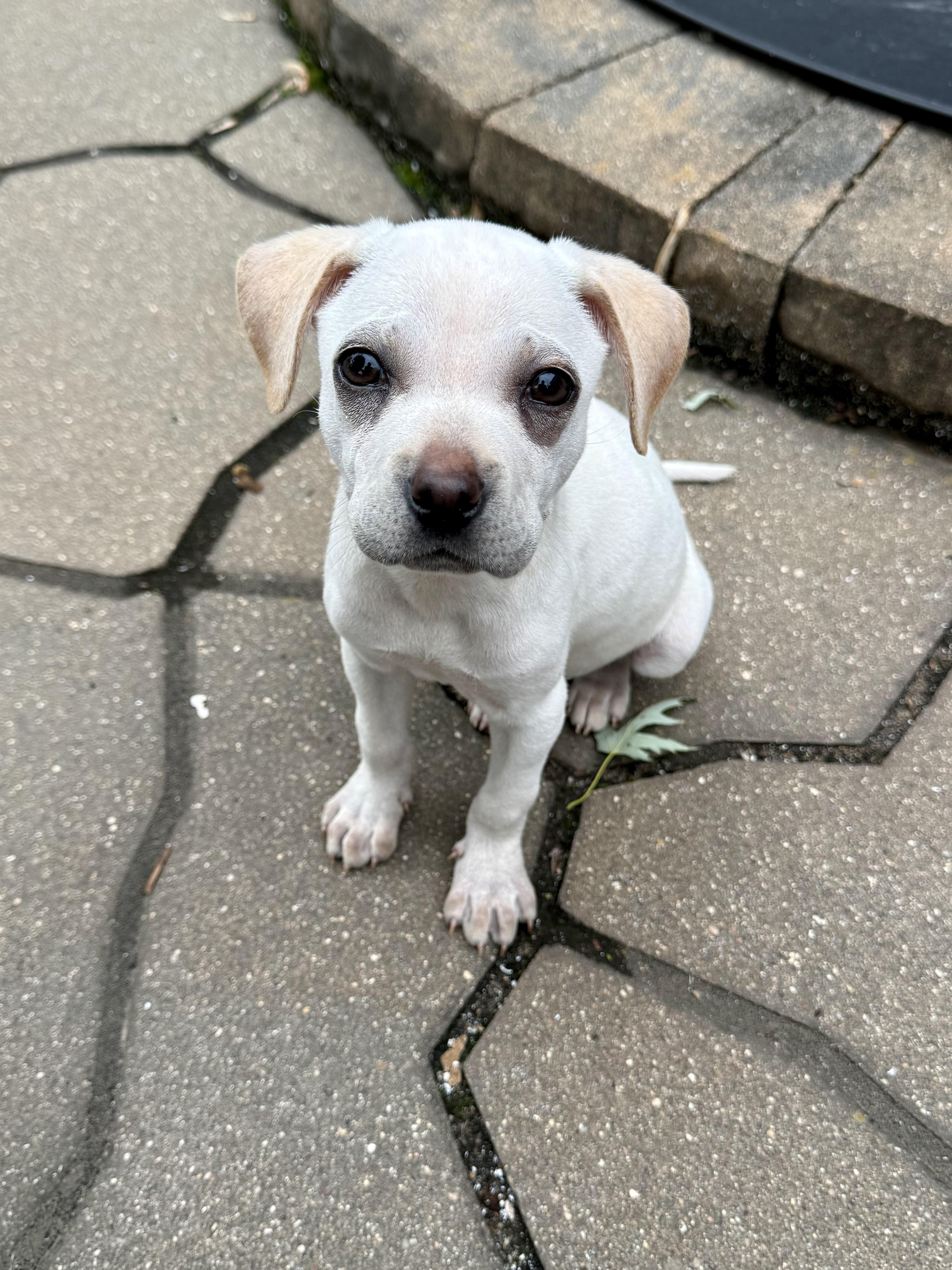 Enlarge Corrine, an adoptable mixed breed in Minneapolis, MN image 6/6