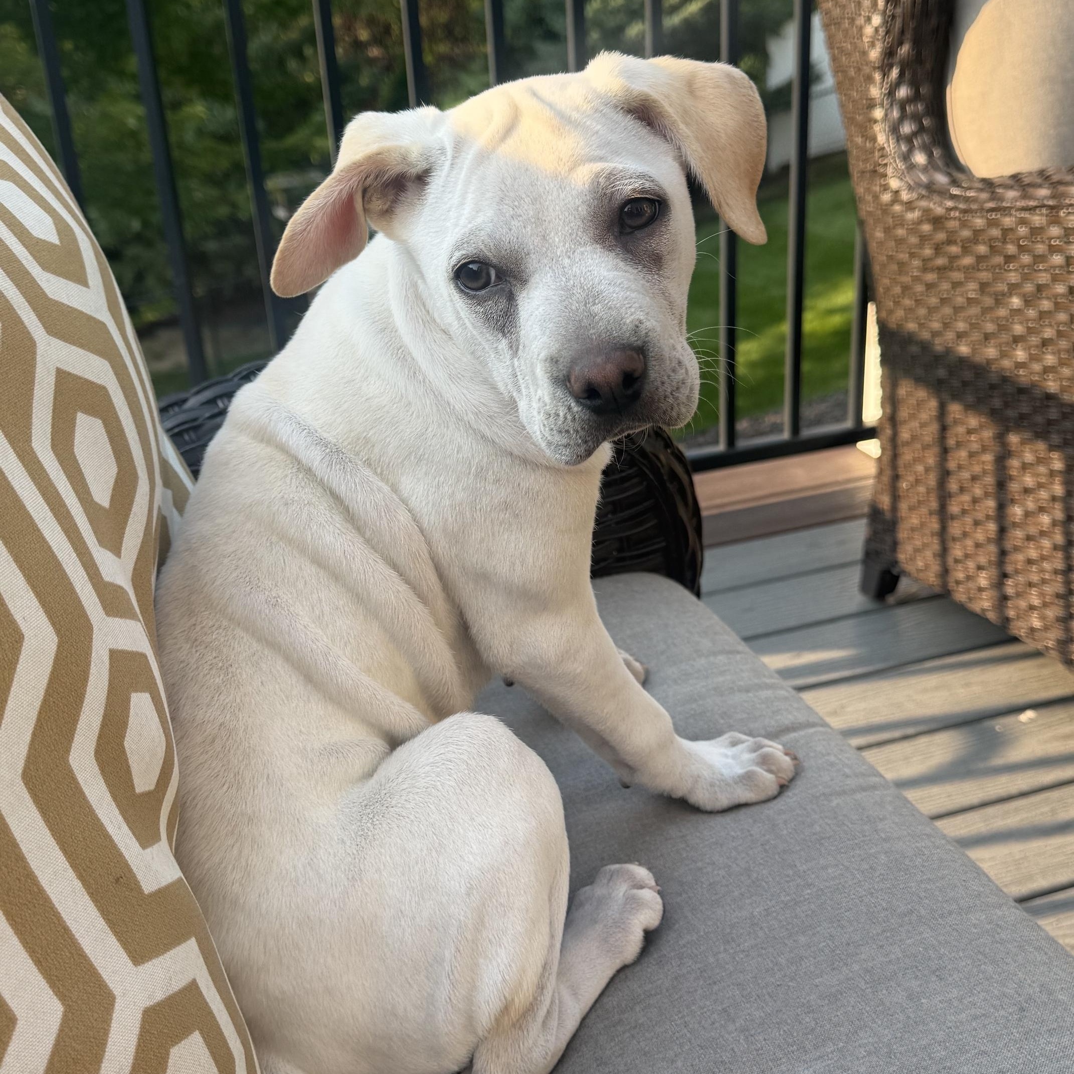 Enlarge Corrine, an adoptable mixed breed in Minneapolis, MN image 3/6