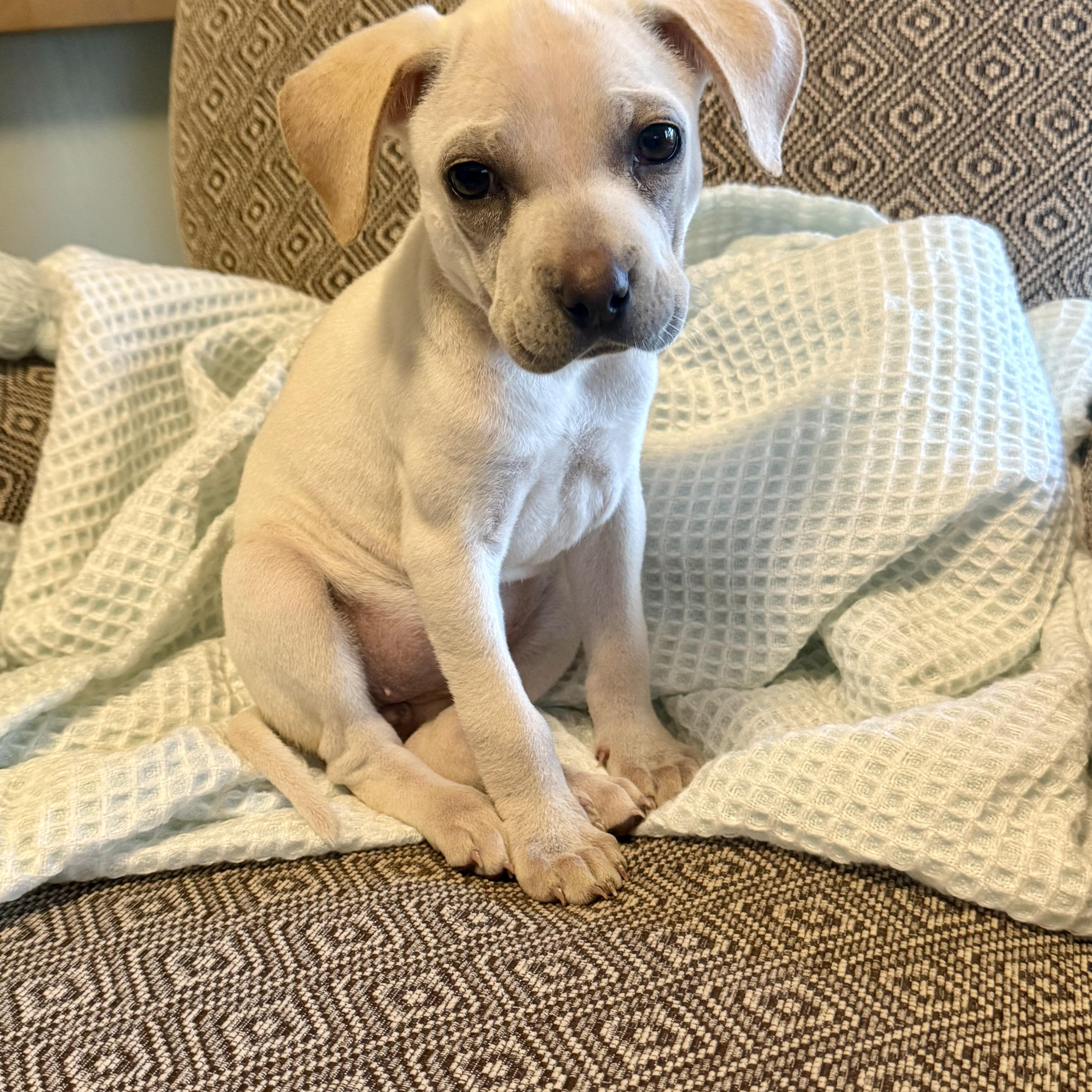 Enlarge Corrine, an adoptable mixed breed in Minneapolis, MN image 5/6