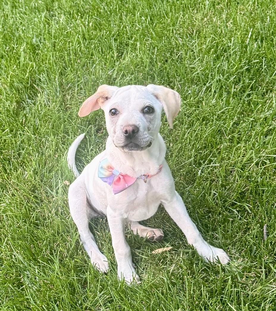 Enlarge Corrine, an adoptable mixed breed in Minneapolis, MN image 2/6