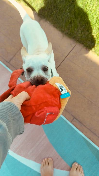 Enlarge Corrine, an adoptable mixed breed in Minneapolis, MN video 6/6