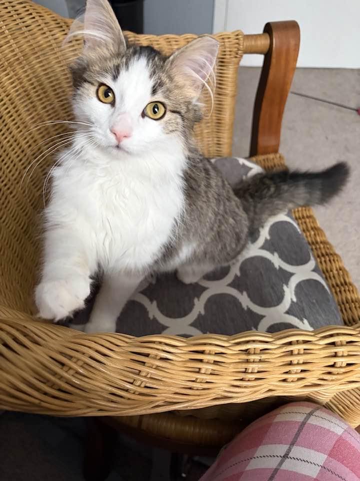 Jack, adopted, Kitten Male Domestic Long Hair.