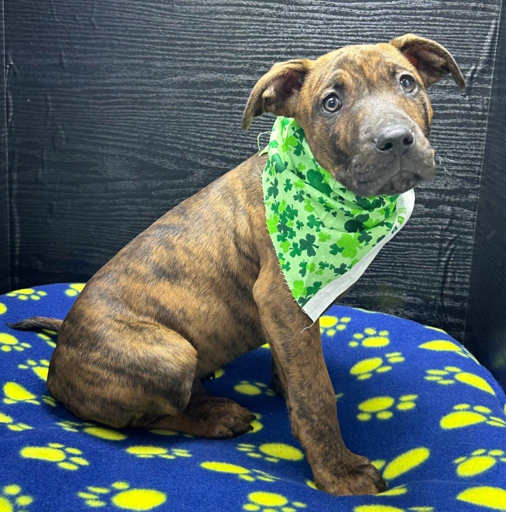 O'Malley, Adoptable, Puppy Male Pit Bull Terrier & Mixed Breed.