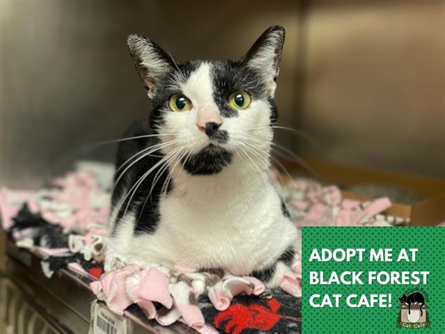 PAMMY (MOO), Adoptable, Adult Female Domestic Short Hair.