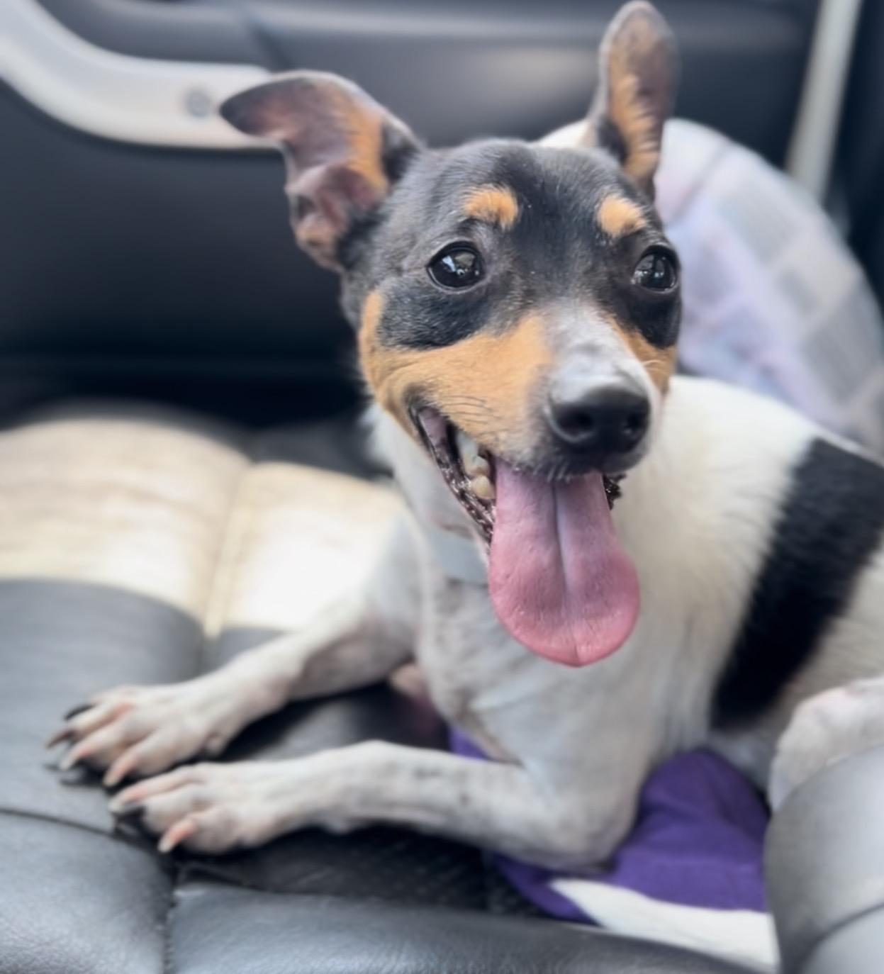 Enlarge Snoopy, a ADOPTABLE mixed breed in Coconut Creek, FL image 2/3