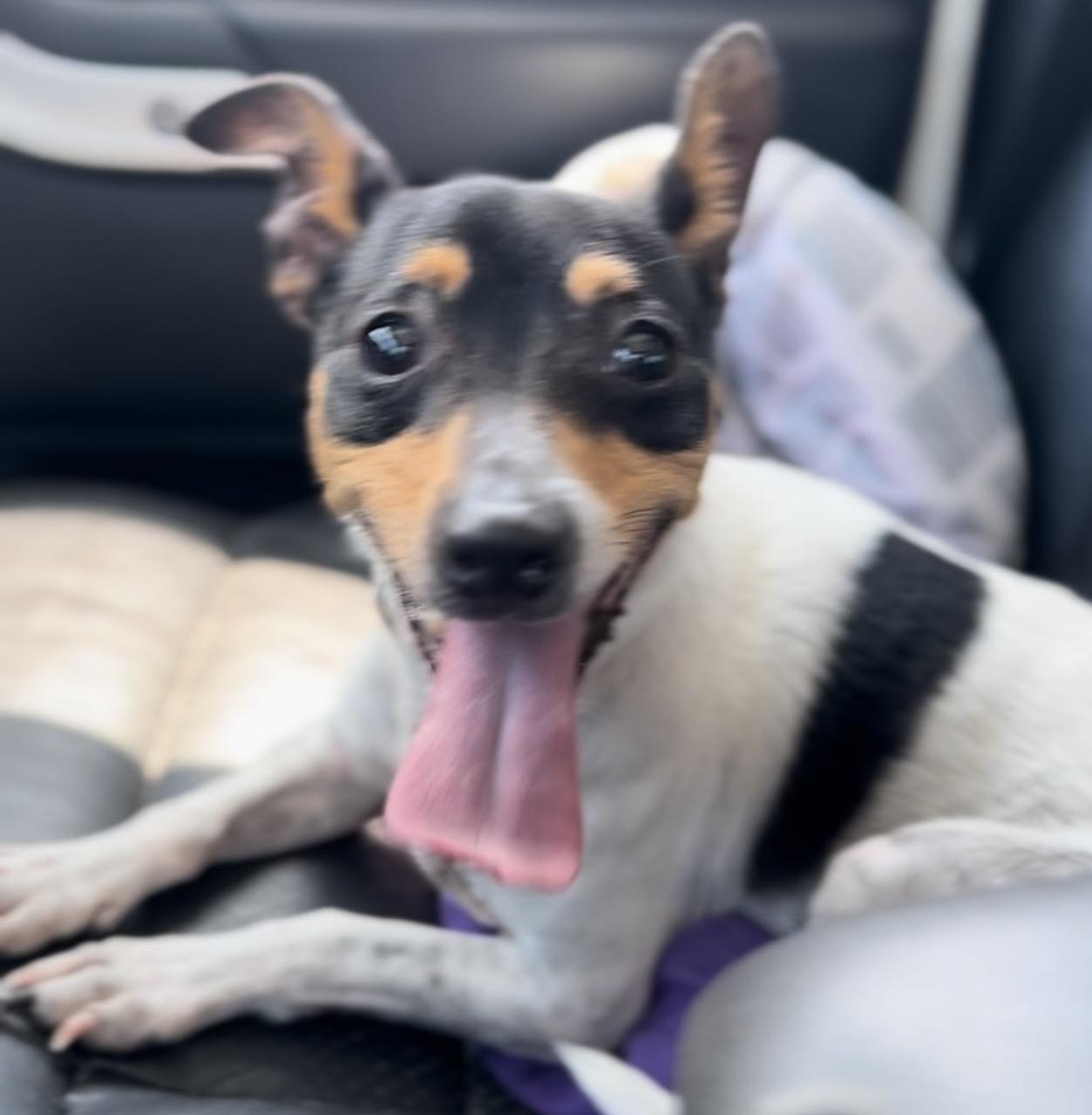 Snoopy, ADOPTABLE, Adult Male Chihuahua.