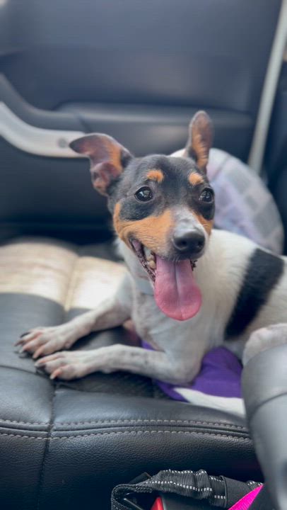 Enlarge Snoopy, a ADOPTABLE mixed breed in Coconut Creek, FL video 3/3