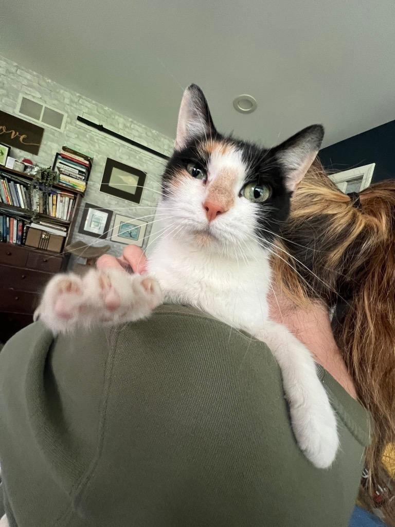 Magnolia (martha), Adoptable, Young Female American Shorthair.