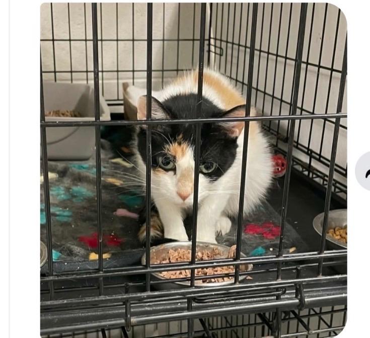 Enlarge Magnolia (martha), a Adoptable American Shorthair in Charlotte, MI image 2/4