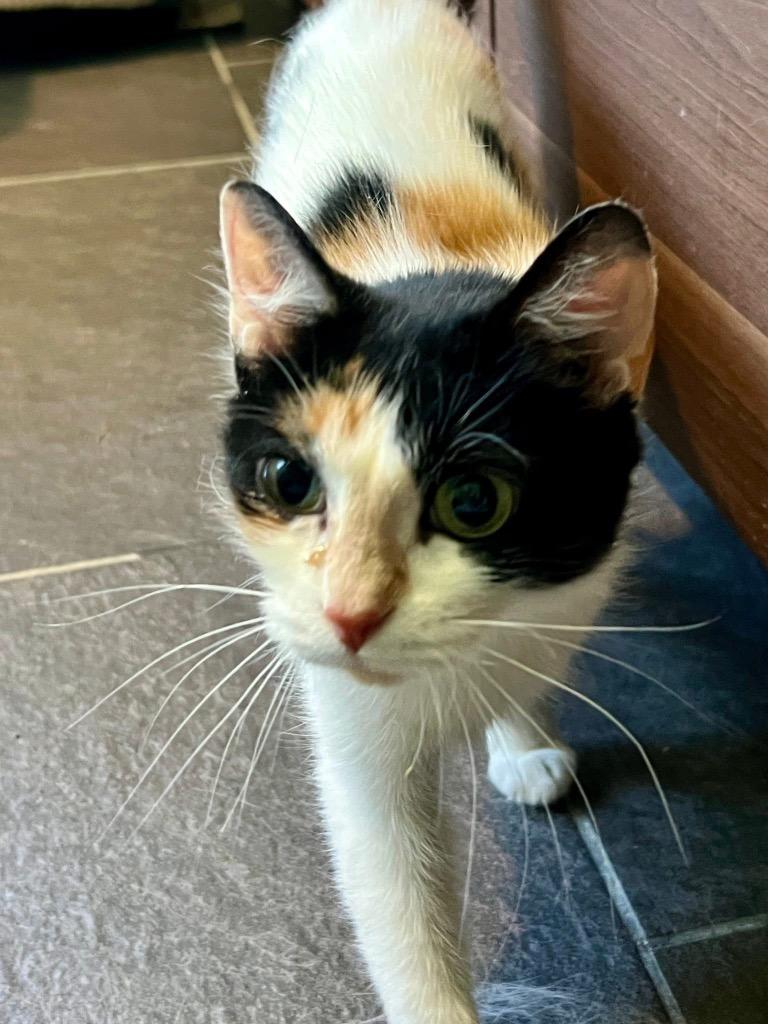Enlarge Magnolia (martha), a Adoptable American Shorthair in Charlotte, MI image 3/4