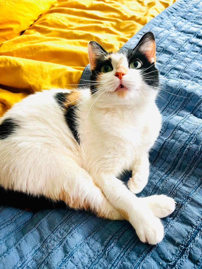 Enlarge Magnolia (martha), a Adoptable Calico in Charlotte, MI image 4/5