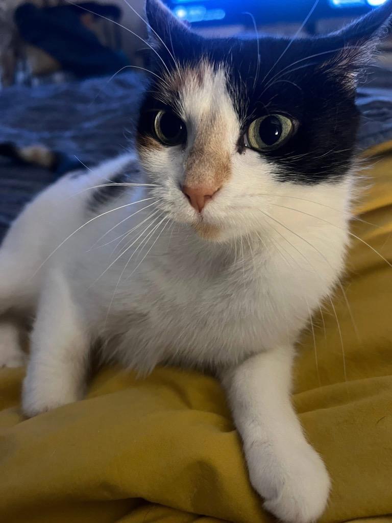 Enlarge Magnolia (martha), a Adoptable American Shorthair in Charlotte, MI image 4/4