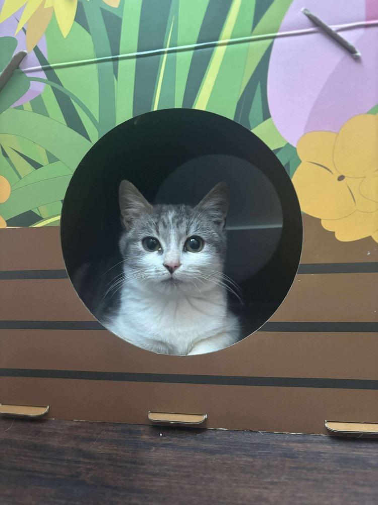 Buddy, Adoptable, Kitten Male Domestic Short Hair.