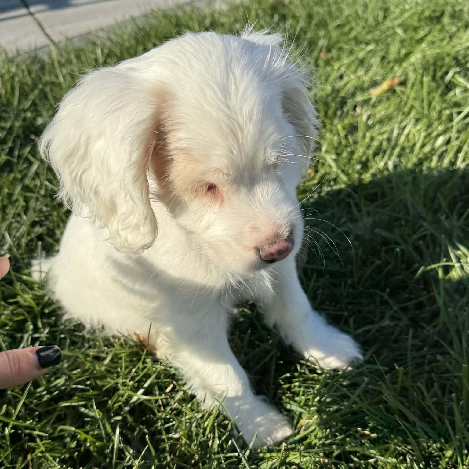 Casper, a Adoptable Cocker Spaniel in Rochester, NY image 5/6