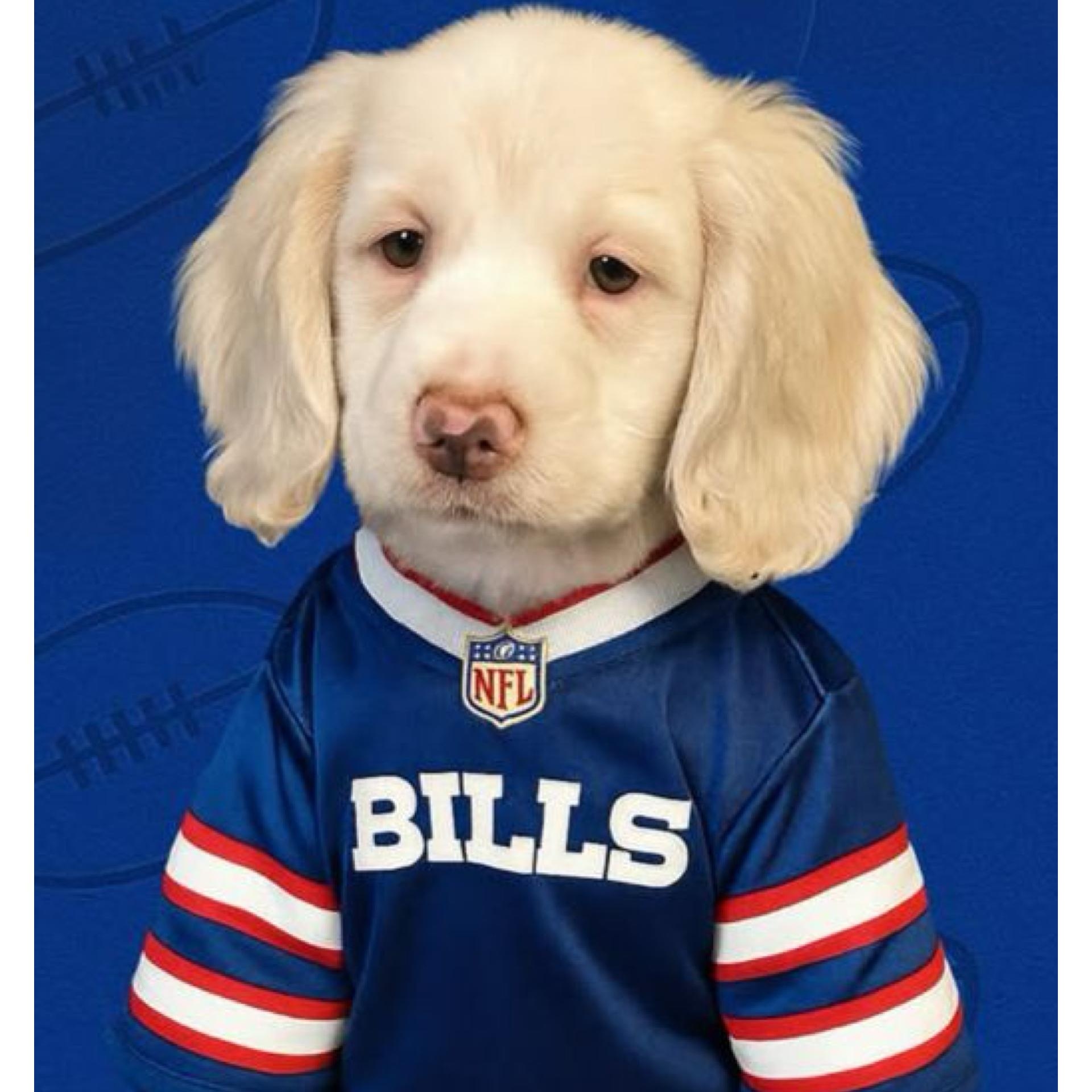 Casper, Adoptable, Puppy Male Cocker Spaniel.