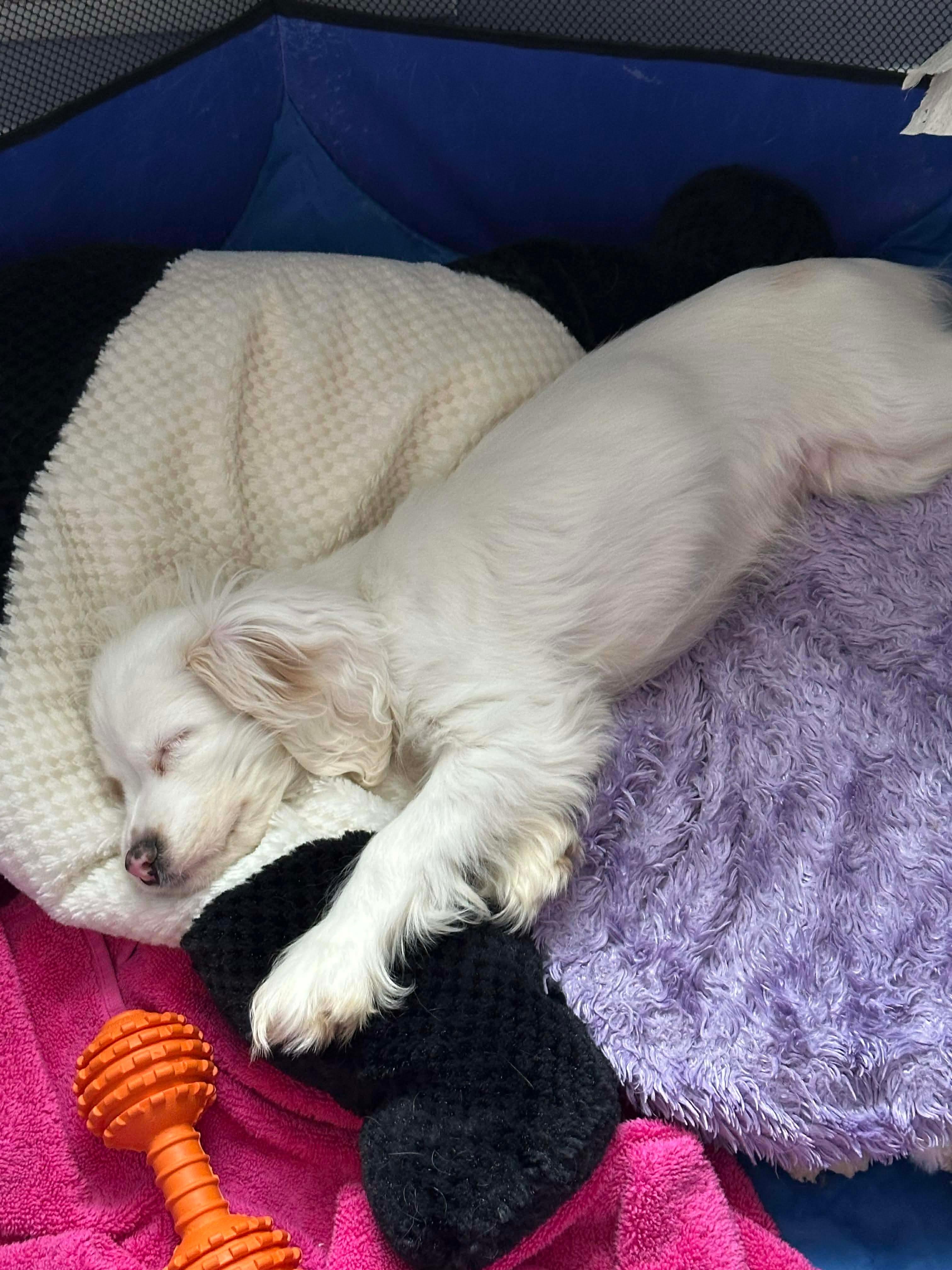 Enlarge Casper, a Adoptable Cocker Spaniel in Rochester, NY image 5/6