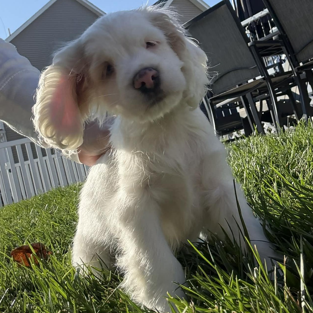 Casper, Adoptable, Puppy Male Cocker Spaniel.