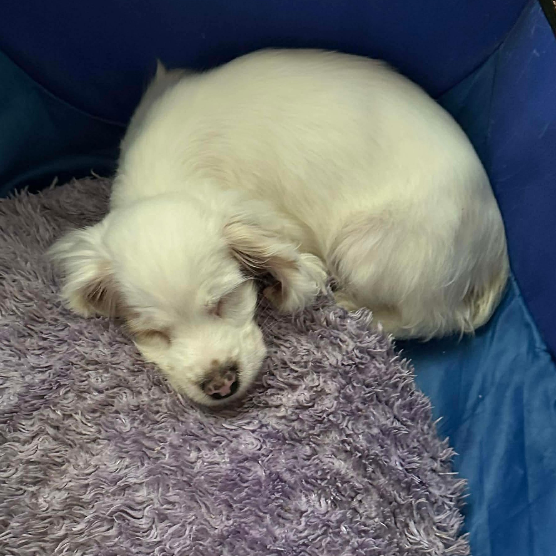 Casper, a Adoptable Cocker Spaniel in Rochester, NY image 3/6