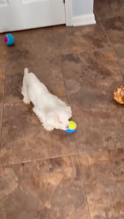 Enlarge Casper, a Adoptable Cocker Spaniel in Rochester, NY video 4/6