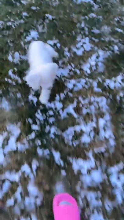 Enlarge Casper, a Adoptable Cocker Spaniel in Rochester, NY video 3/6