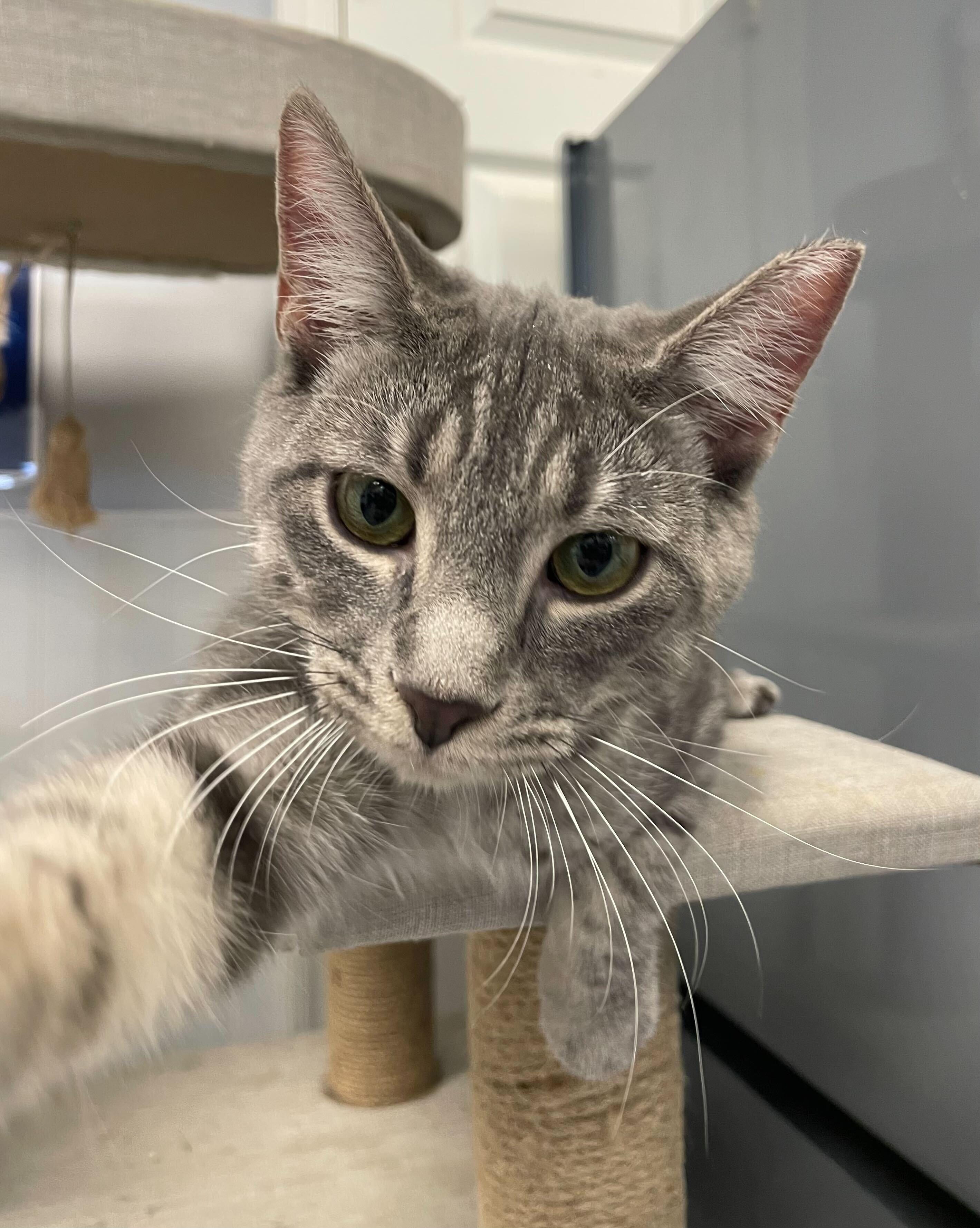 Enlarge Potion, a Adopted Domestic Short Hair in Queenstown, MD image 2/6