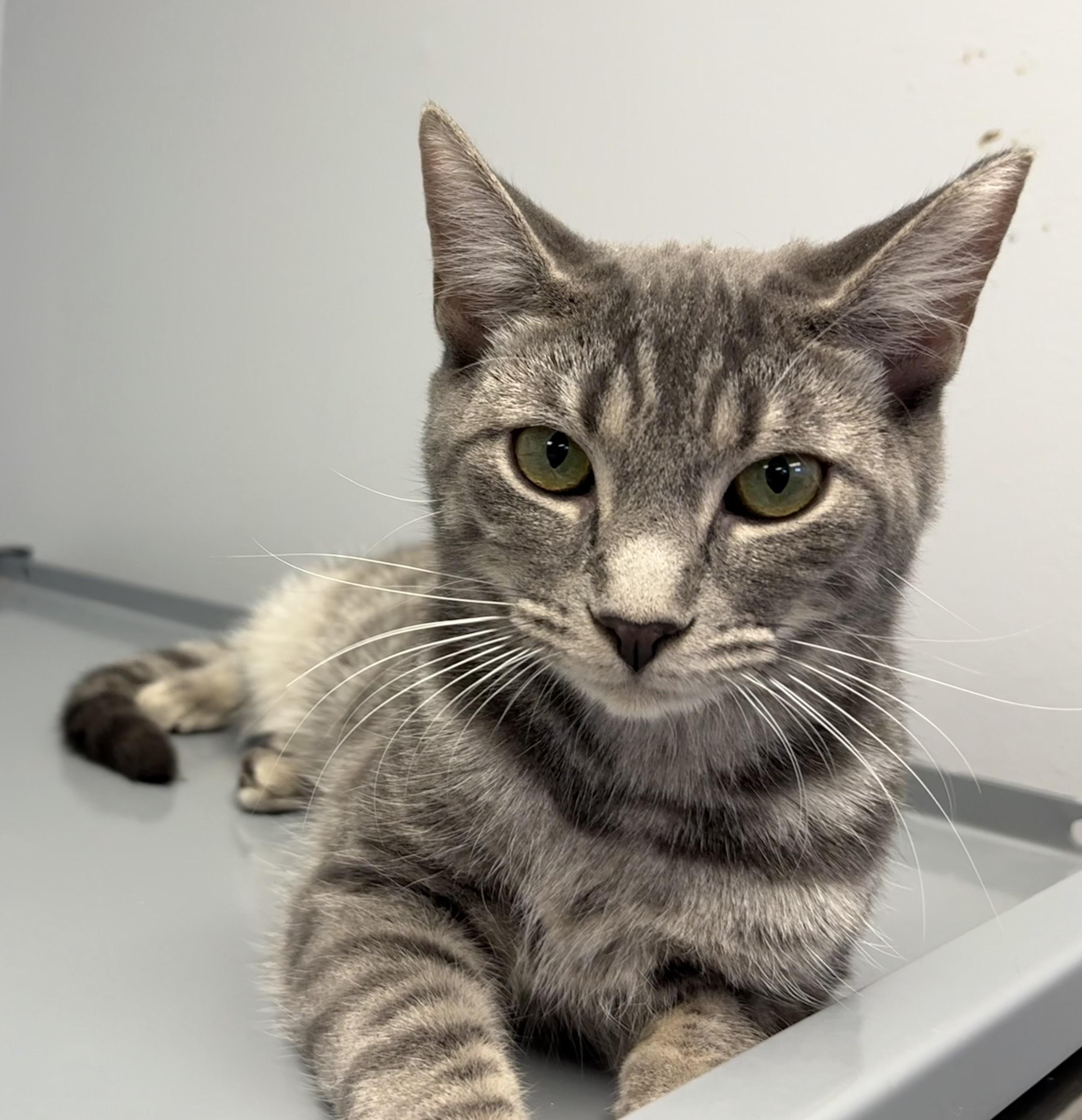 Enlarge Potion, a Adopted Domestic Short Hair in Queenstown, MD image 4/6